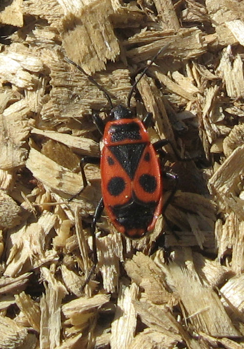 Pyrrhocoris apterus lacustre